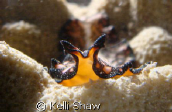 Flat Worm at night.  Sony T-120 with Halcyon canister lig... by Kelli Shaw 